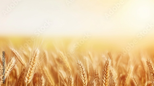 space for text on realistic wheat field background  background image  AI generated