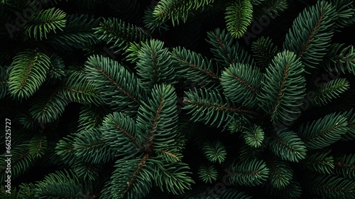 green fern pine background