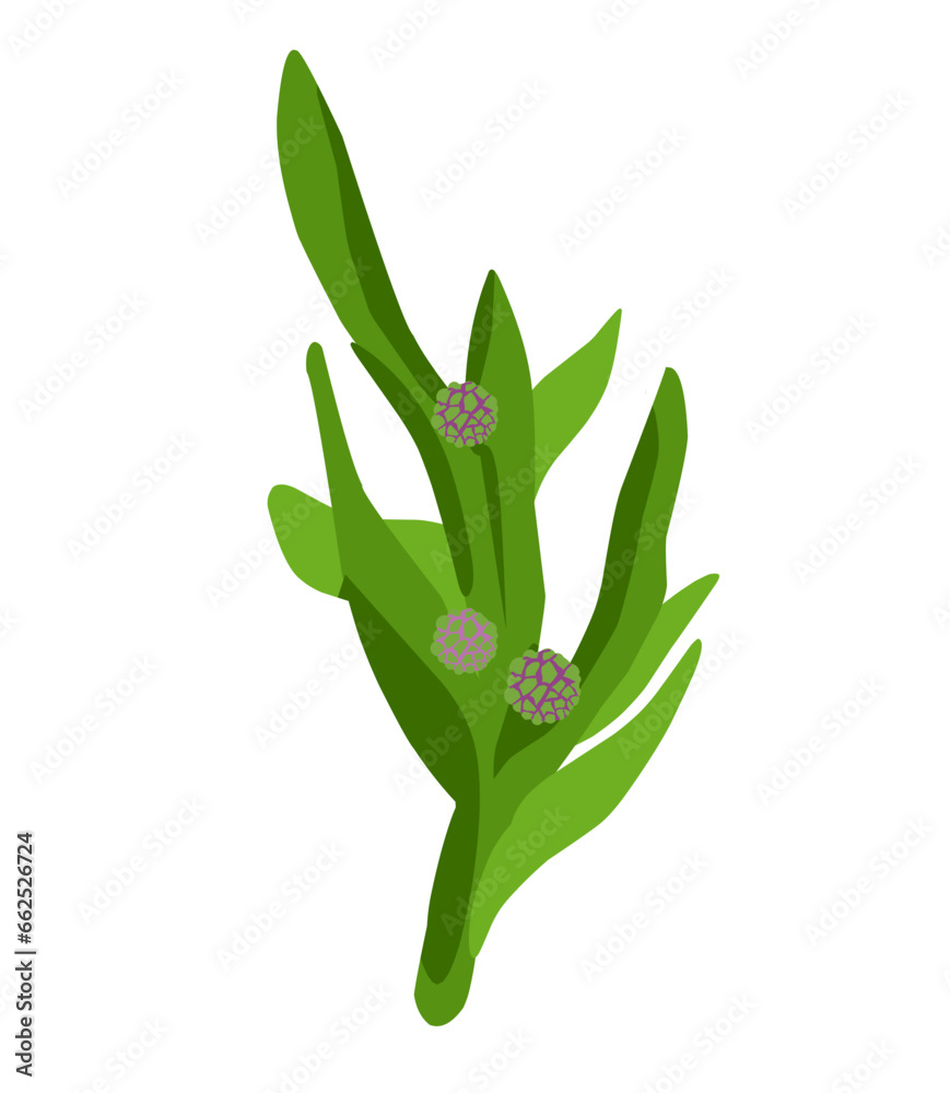 vector illustration of Chrysanthemum balsamita on a white background vector illustration of Chrysanthemum balsamita on a white background