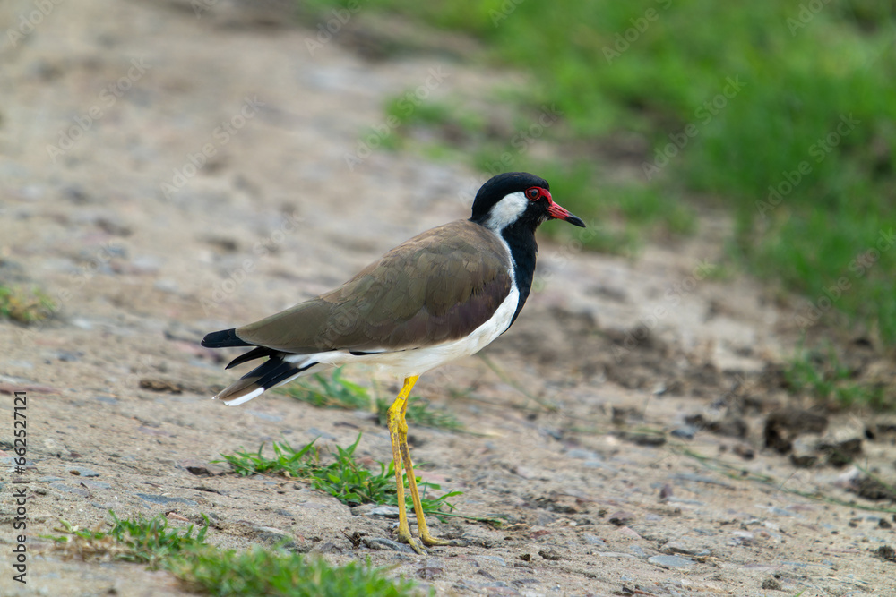 A Red Wattled Lapwings(Vanellus indicus) stands on the wetland. Bharatpur Bird Sanctuary in Keoladeo Ghana National Park, India. A Red Wattled Lapwings(Vanellus indicus) stands on the wetland. Bharatpur Bird Sanctuary in Keoladeo Ghana National Park, India.