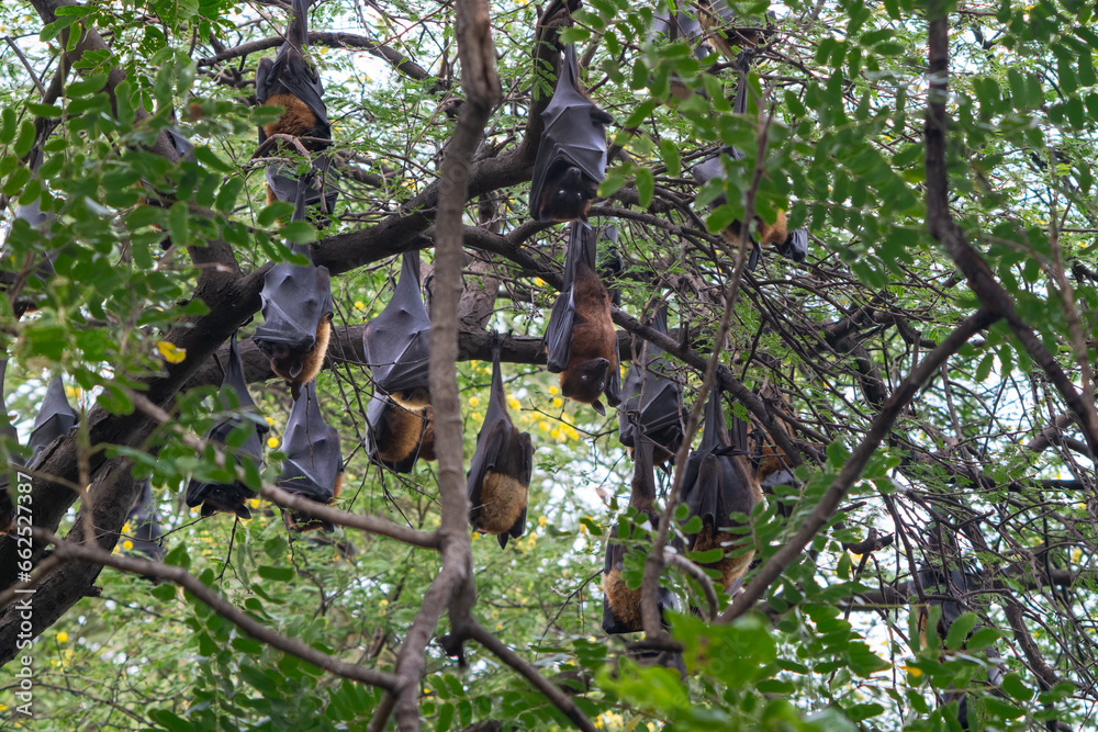Indian Flying Fox(Pteropus medius) is also known as the Great Indian