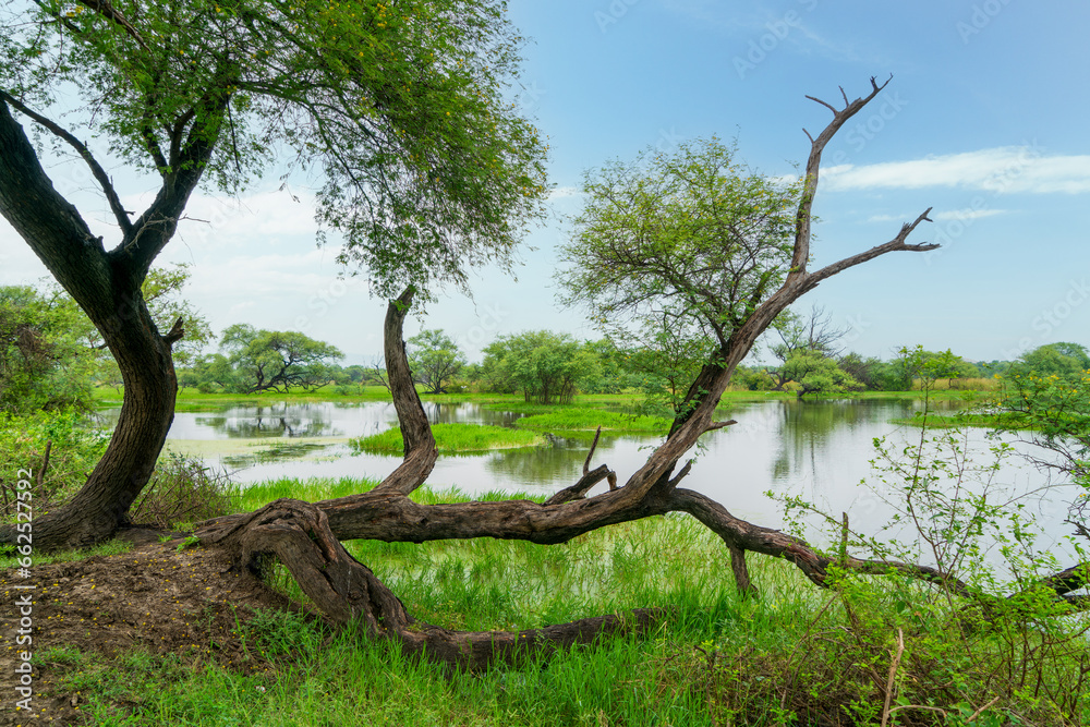 Pools of water, green grass, trees. This is an artificial wetland. Bharatpur Bird Sanctuary in Keoladeo Ghana National Park, India.