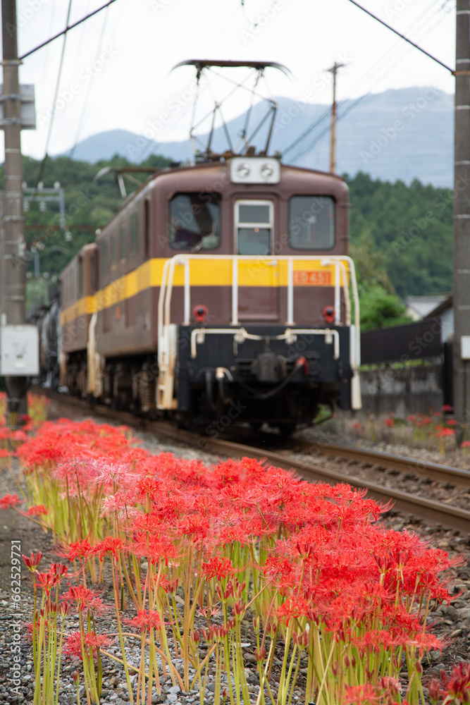 彼岸花と三岐鉄道の機関車