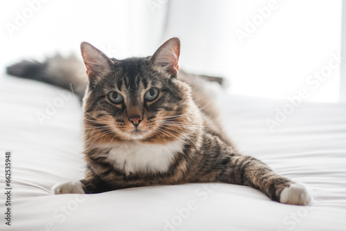 Domestic long-haired tabby cat posing with a white background 