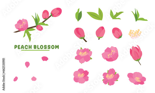 Cartoon peach blossom vector set with flower, leaf, bud, tree branch. Cherry blossom vector. Spring flower.Tet flower. Vietnam traditional new year flower, hoa dao. Flat vector in cartoon style.