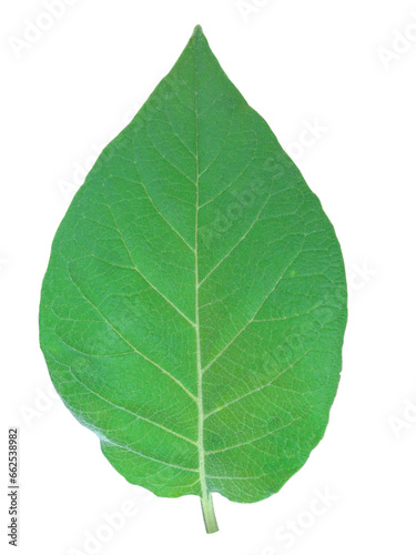 Double sided green leaves on transparent background, foliage texture