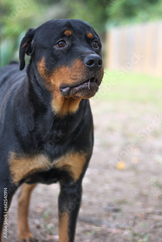 10 month old male purebred rottweiler closeup headshot 