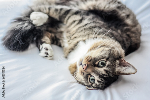 Domestic long-haired tabby cat posing with a white background 