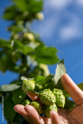 Hop Farming, Beer Hops, Urban Farming, Urban Brewing, Hoppy Beer, Beer Hops (ID: 662541942)