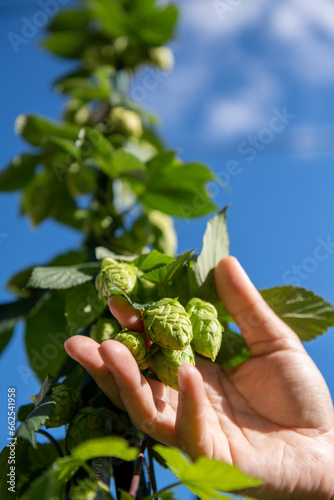 Hop Farming, Beer Hops, Urban Farming, Urban Brewing, Hoppy Beer, Beer Hops (ID: 662541958)