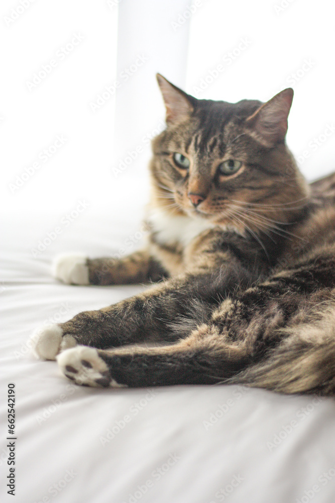 Fototapeta premium Domestic long-haired tabby cat posing with a white background