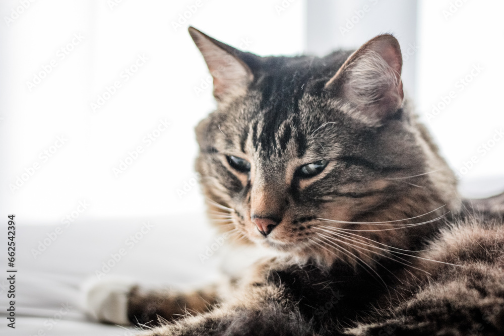 Domestic long-haired tabby cat posing with a white background Domestic long-haired tabby cat posing with a white background