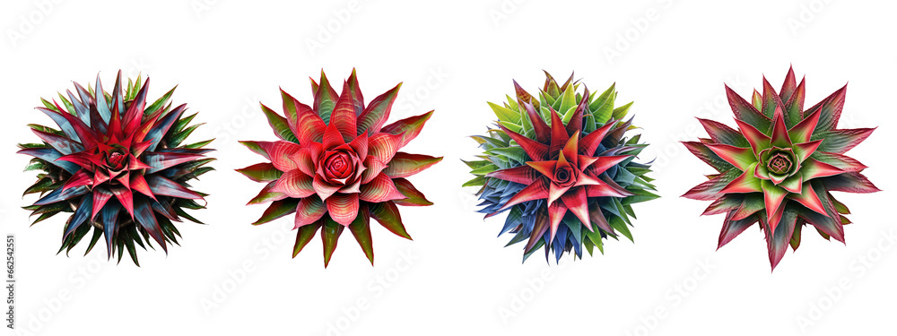 Imperial Bromeliad, with its wide and rigid leaves, arranged in a