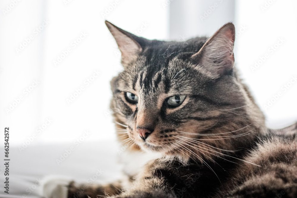 Domestic long-haired tabby cat posing with a white background Domestic long-haired tabby cat posing with a white background