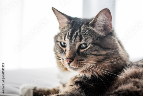 Domestic long-haired tabby cat posing with a white background 