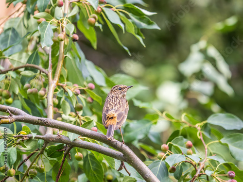 The common redstart, Phoenicurus phoenicurus, young bird, is photographed in close-up sitting on a branch against a blurred background.