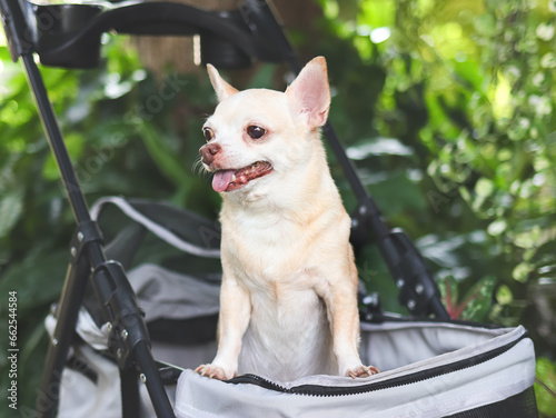 brown short hair chihuahua dog standing in pet stroller in the garden. Smiling happily.