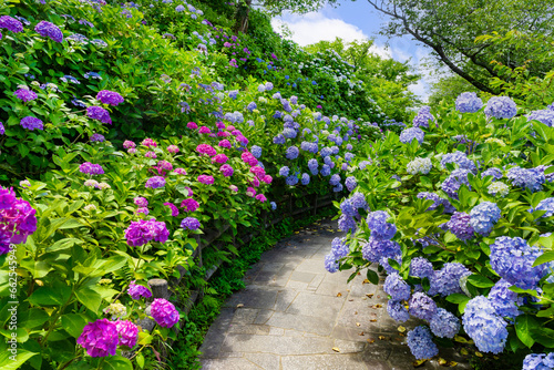 静岡県下田市　下田公園あじさい祭り