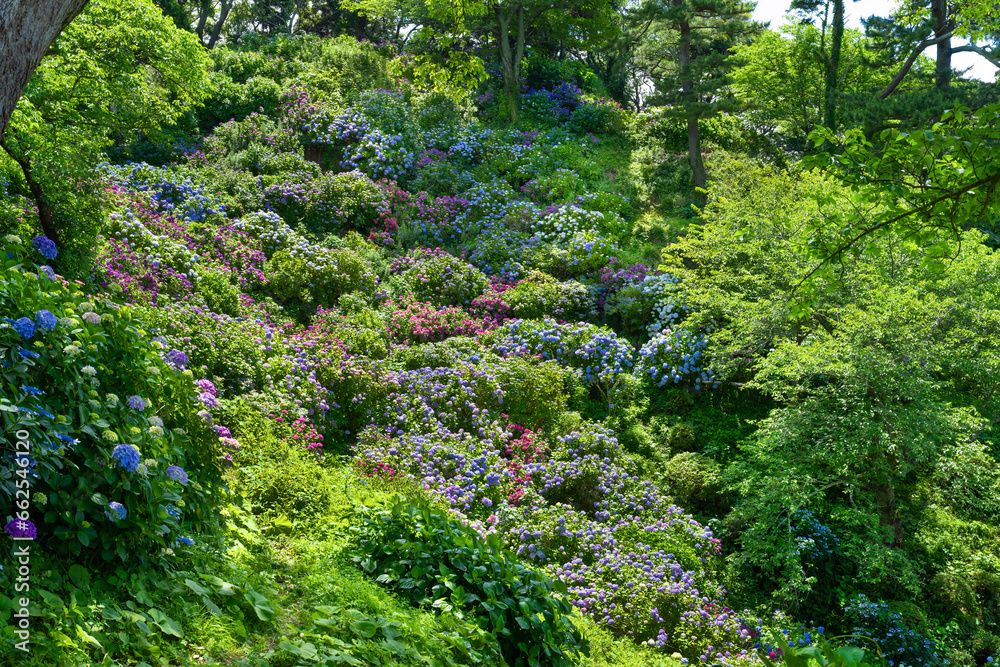 Naklejka premium 静岡県下田市 下田公園あじさい祭り