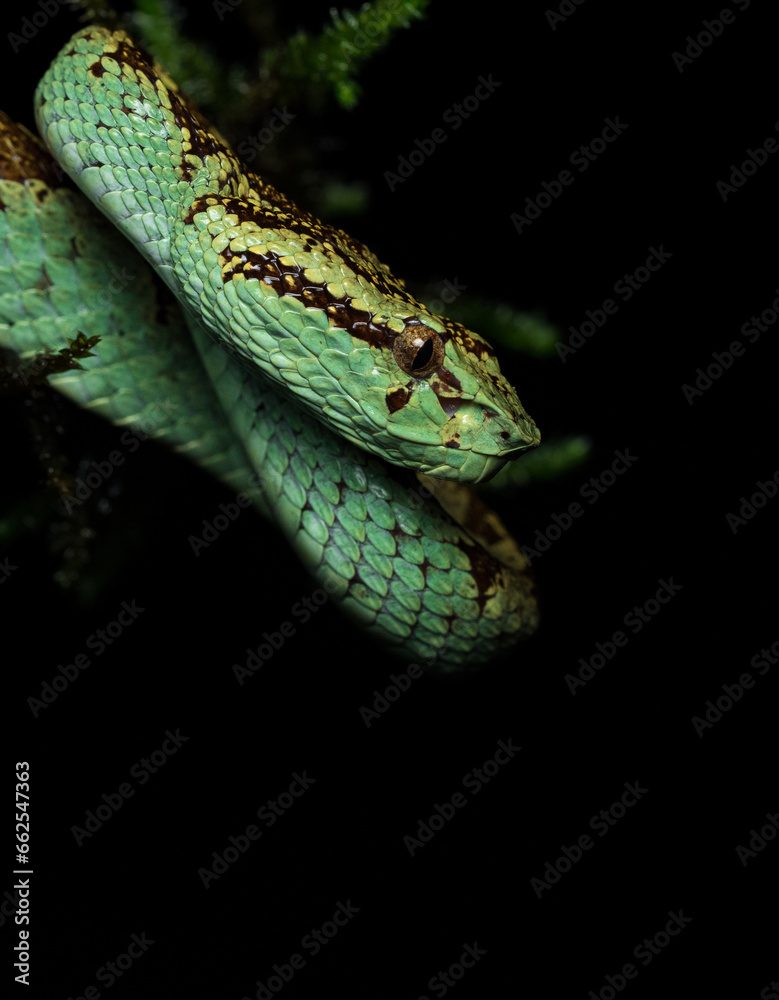 Obraz premium Malabar pit viper