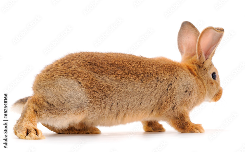 Brown rabbit isolated. Brown rabbit isolated.