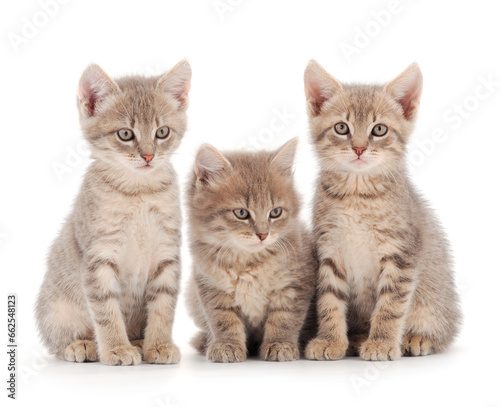 Three baby kittens. © Galyna