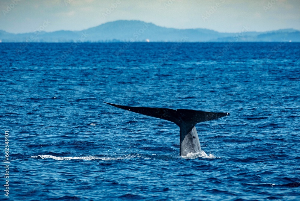 Fototapeta premium The mighty Blue whale