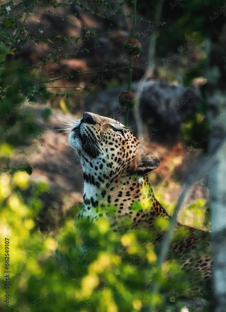 Obraz premium Looking up at the heavens, Sri Lankan leopard