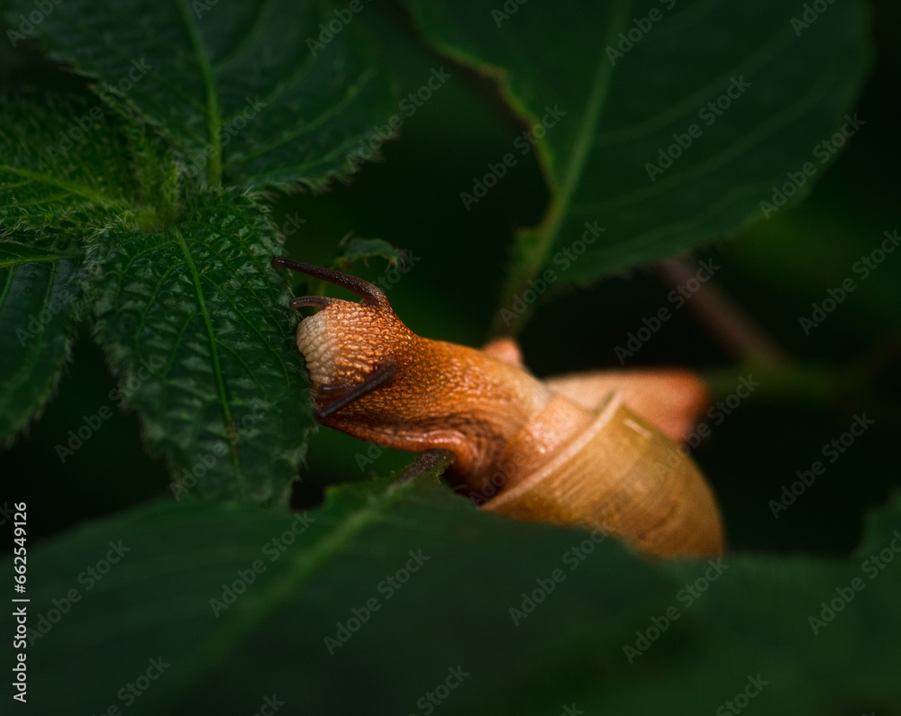 The slow paced snail The slow paced snail