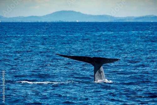 The mighty Blue whale