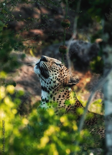 Looking up at the heavens, Sri Lankan leopard