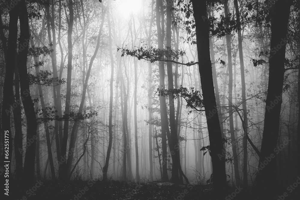 Obraz premium Mysterious and desolate atmosphere on a gloomy day in the dark woods with thick fog