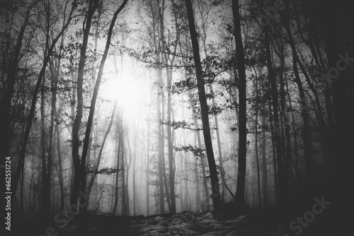 Mysterious and desolate atmosphere on a gloomy day in the dark woods with thick fog