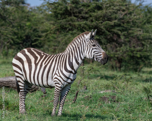 Plains Zebra  Masai Mara  Kenya