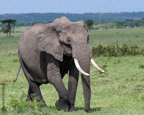 African Elephant  Masai Mara  Kenya