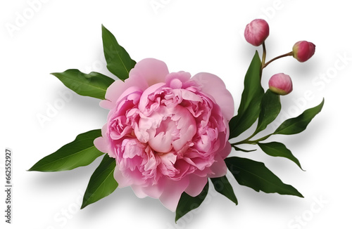 Fototapeta Naklejka Na Ścianę i Meble -  Close up of pink peony flower isolated on transparent background. 