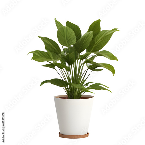 plant in a pot