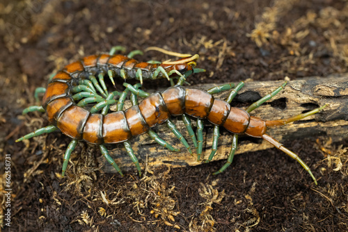 Close-up Scolopendra subspinipes ‘Mint legs’ centipede on a small branch. © backiris