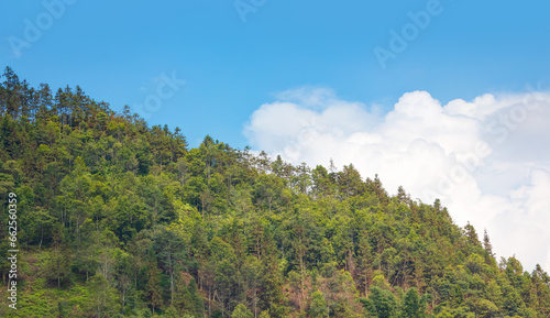 Green tree top line over blue sky and white clouds background 