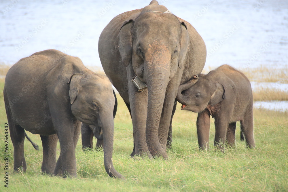 Obraz premium Baby Elephants play time