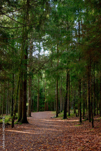 A walk way through a forest of pine wood trees with leaves on the ground in autumn season