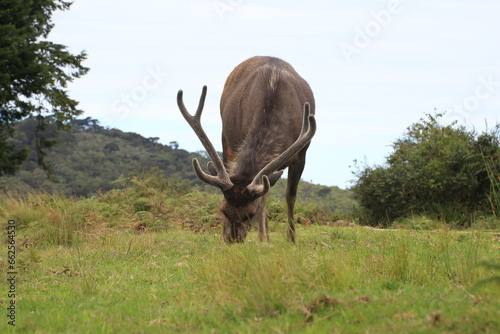 Sambar deer in Horton plains Worlds end. Sri Lanka