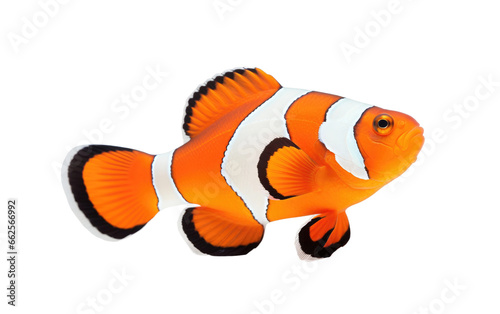 Orange and White Cute Clownfish Isolated on Transparent Background PNG.