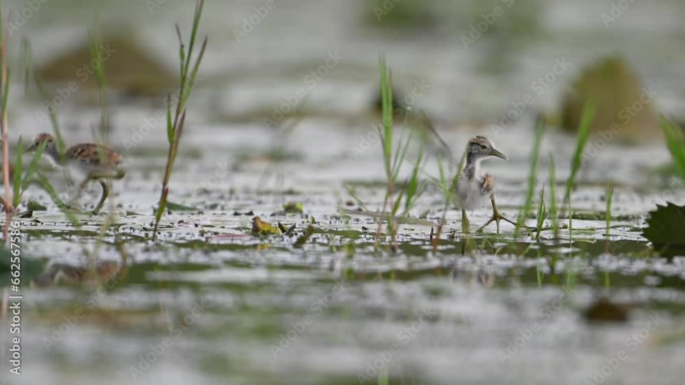 Chicks of Pheasant tailed Jacana Feeding in a rainy day on Floating Leaf Chicks of Pheasant tailed Jacana Feeding in a rainy day on Floating Leaf
