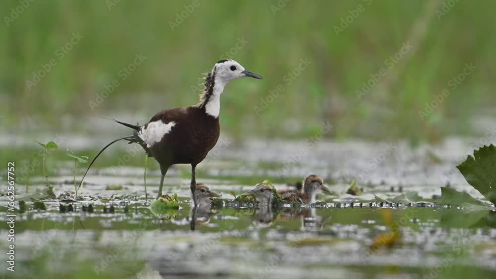 Pheasant tailed jacana and chick in rainy day in wetland area Pheasant tailed jacana and chick in rainy day in wetland area