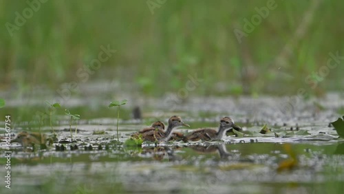 Pheasant tailed Jacana chicks coming out from Wings of Father photo