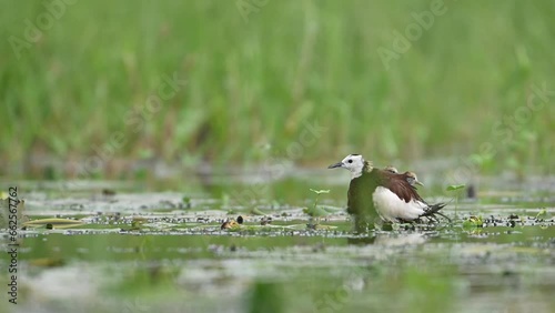 Pheasant tailed Jacana chicks coming out from Wings of Father photo