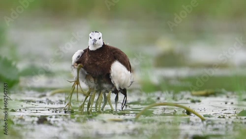 Pheasant tailed Jacana hiding chicks under her wings to Save them from Rain photo