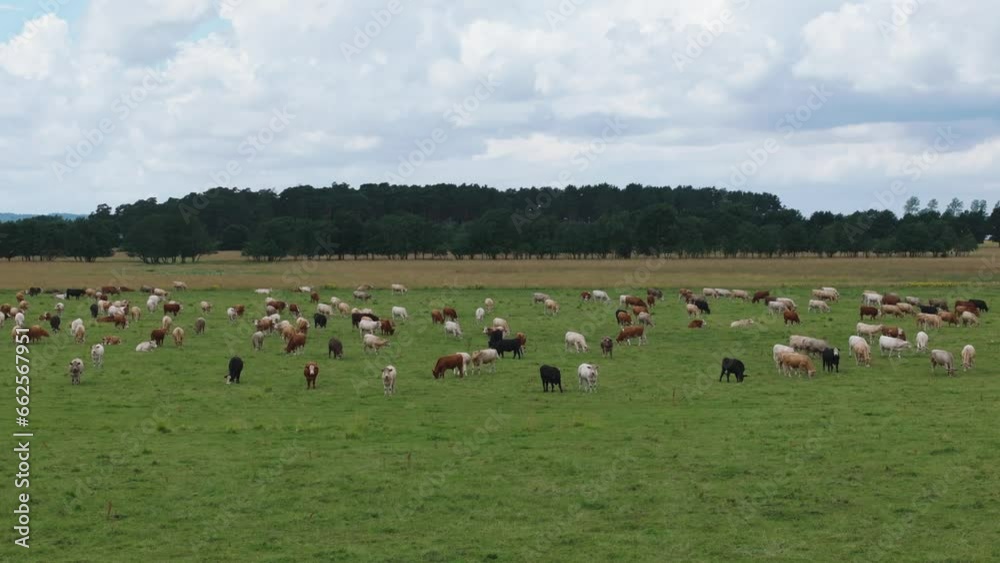 Dairy cows grazing on huge green meadow in Swedish countryside, drone orbit Dairy cows grazing on huge green meadow in Swedish countryside, drone orbit