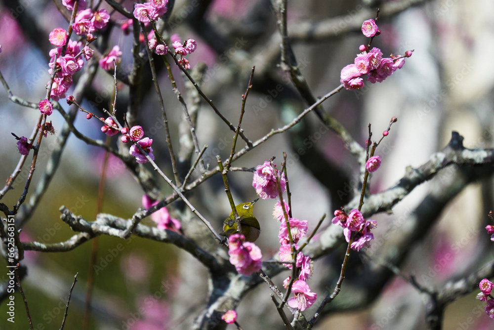 梅の蜜を吸う可愛いメジロ 梅の蜜を吸う可愛いメジロ